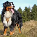 Berner Sennenhund