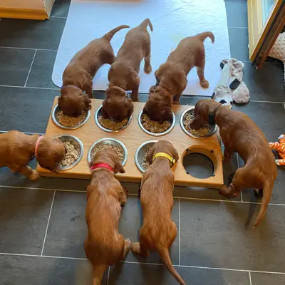 Galerie-Bild von of the maroon fellows in Bayern, mit Eindrücken unserer Irish Red Setter-Zucht.