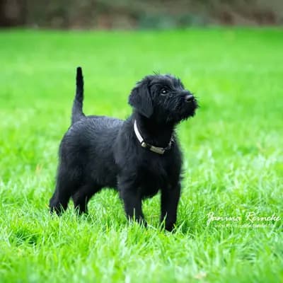 Galerie-Bild von Riesenschnauzer of Giant Black Hawks in Nordrhein-Westfalen, mit Eindrücken unserer Riesenschnauzer-Zucht.