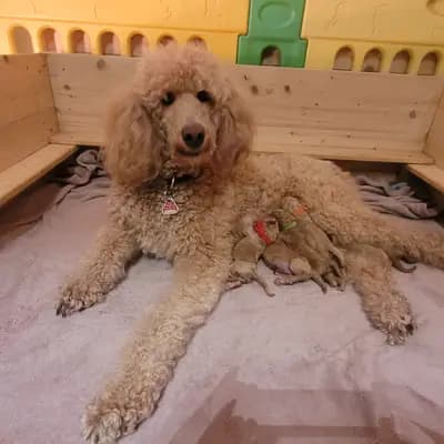 Bild aus von Quellental  in Schleswig-Holstein, wo unsere Großpudel (Königspudel)-Hunde in einer liebevollen Umgebung aufwachsen.