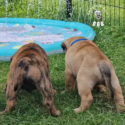Bild aus Bachgau_B_Bulls LIEBHABER Zucht in Bayern, wo unsere Continental Bulldog (Nationale Rasse)-Hunde in einer liebevollen Umgebung aufwachsen.