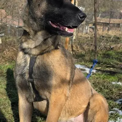Malika – Mechelaar, Baden-Württemberg, In het asiel Animal Souls e.V.