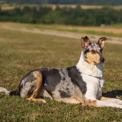 Magic Dream of Black Forest cover