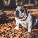 Bulldog