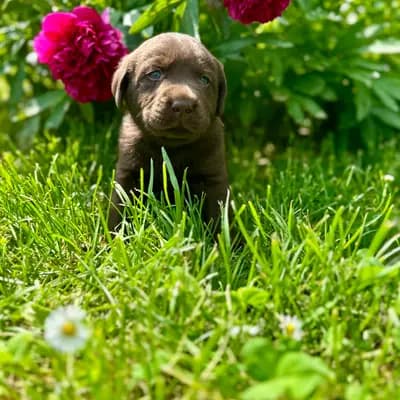 Klein Rufus - Labrador Retriever Welpe in Thüringen