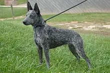 Australian Stumpy Tail Cattle Dog breed