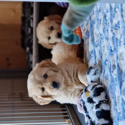Bild aus Vom Steller Moor in Niedersachsen, wo unsere Golden Retriever-Hunde in einer liebevollen Umgebung aufwachsen.