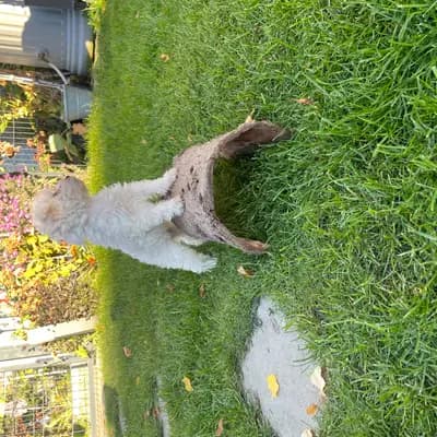 Bild aus von Vivian’s Rasselbande  in Brandenburg, wo unsere Deutscher Boxer-Hunde in einer liebevollen Umgebung aufwachsen.