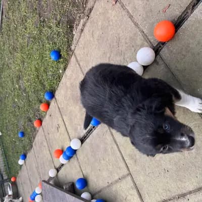 Bild aus Juniors Nordlichter  in Bremen, wo unsere Miniature American Shepherd-Hunde in einer liebevollen Umgebung aufwachsen.