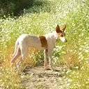 Podenco Canario