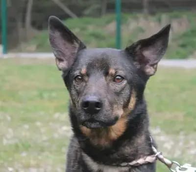 Lenni