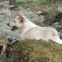 Canaan Dog