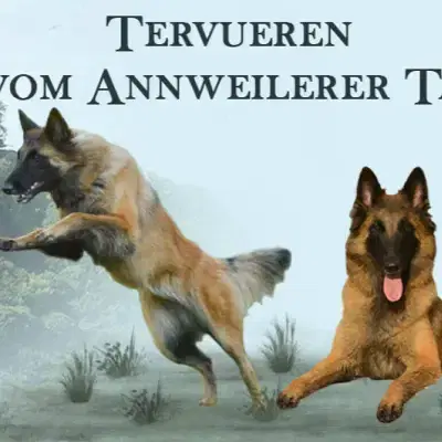 vom Annweilerer Tal cover