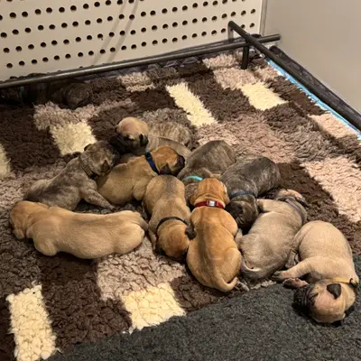 Zdjęcie miotu: Ava – Boerboel Welpe, Wallonische Region, Wychowany przez Wolfsberg Boerboels