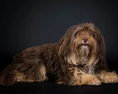 Sophie image