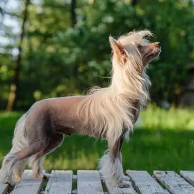 Bild aus The Bushwalker  in Niedersachsen, wo unsere Chinese Crested Dog-Hunde in einer liebevollen Umgebung aufwachsen.