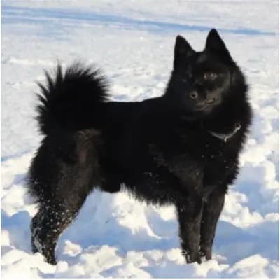 Titelbild von Hundezucht von Obersöhren in Schleswig-Holstein, Heimat unserer Schipperke-Zucht.
