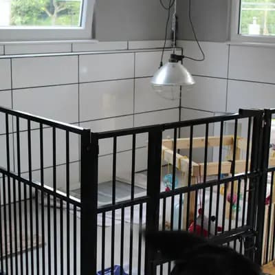 Bild aus Berner von der Villa Arya in Rheinland-Pfalz, wo unsere Berner Sennenhund-Hunde in einer liebevollen Umgebung aufwachsen.