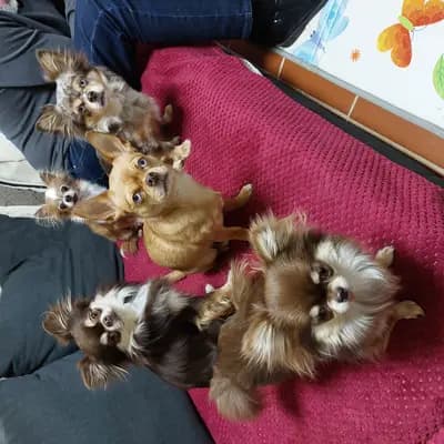 Bild aus Chihuahua vom Glückstal  in Bayern, wo unsere Chihuahua-Hunde in einer liebevollen Umgebung aufwachsen.