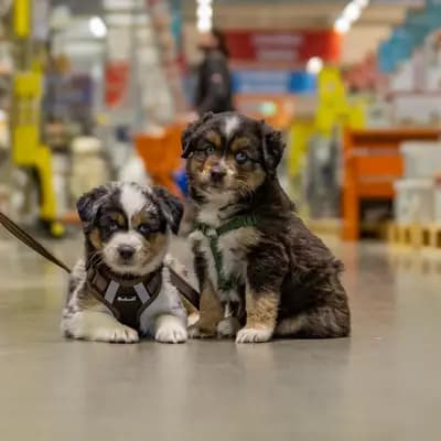 Bild aus Million Dollar Ranch in Bayern, wo unsere Miniature American Shepherd-Hunde in einer liebevollen Umgebung aufwachsen.