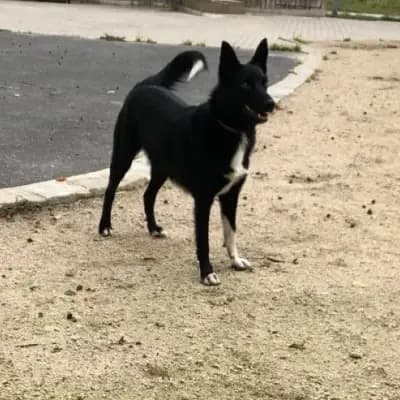 Maya