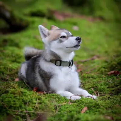 Galerie-Bild von F3 Pomsky Welpen aus privater Hundezucht in München in Bayern, mit Eindrücken unserer Pomsky-Zucht.