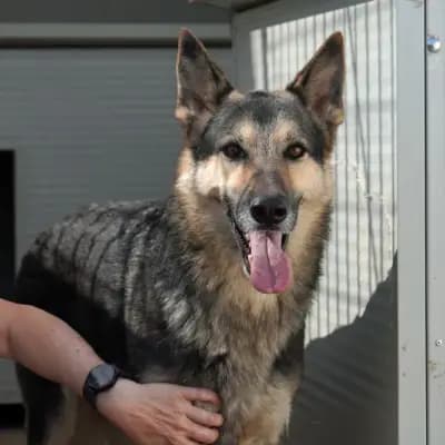 Ulisse – Altdeutscher Schäferhund, Nordrhein-Westfalen, Im Tierheim Streunerherzen e.V.