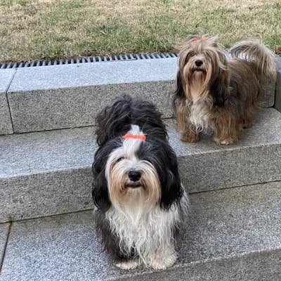 Bild aus lovly little dog in Hessen, wo unsere Havaneser-Hunde in einer liebevollen Umgebung aufwachsen.