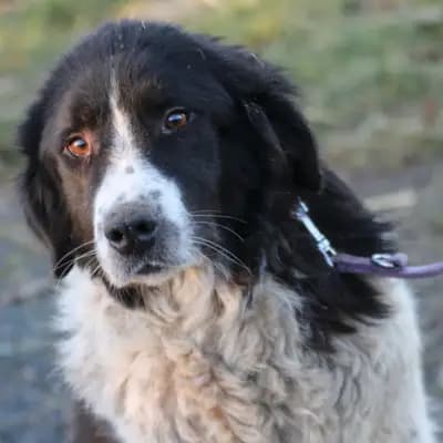 Marina – Border Collie, Hessen, Im Tierheim Das kleine Tierheim angeschlossen an Pferd und Hund e.V.