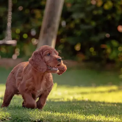 Galerie-Bild von of the maroon fellows in Bayern, mit Eindrücken unserer Irish Red Setter-Zucht.