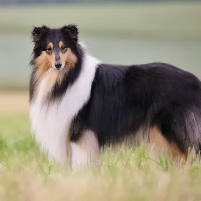 Toby