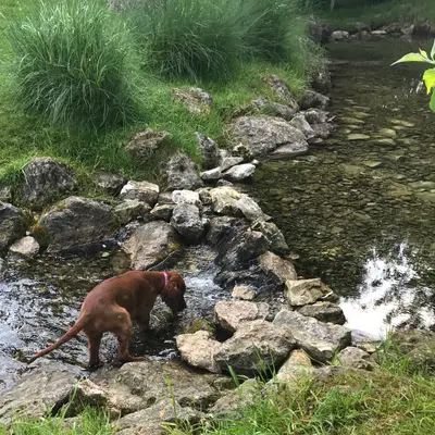Galerie-Bild von of the maroon fellows in Bayern, mit Eindrücken unserer Irish Red Setter-Zucht.