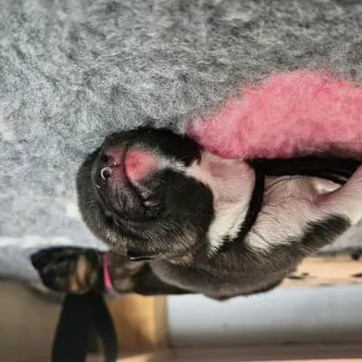 Bild aus On the highest in Baden-Württemberg, wo unsere Amerikanischer Akita-Hunde in einer liebevollen Umgebung aufwachsen.