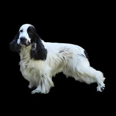 H-Wurf – Cocker spaniel angielski Wurf, Brandenburg, Wychowany przez Hundezucht vd Schönefelder Höhe