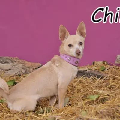 Chinu