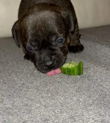 Galerie-Bild von MeinHeart Staff’s  in Sachsen, mit Eindrücken unserer Staffordshire Bull Terrier-Zucht.
