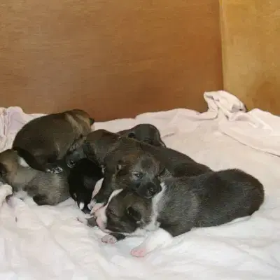 vom Rothsteiner Felsen cover