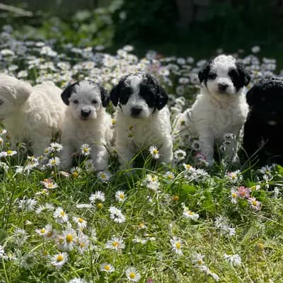 Bild aus von Vivian’s Rasselbande  in Brandenburg, wo unsere Deutscher Boxer-Hunde in einer liebevollen Umgebung aufwachsen.