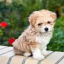 Maltipoo