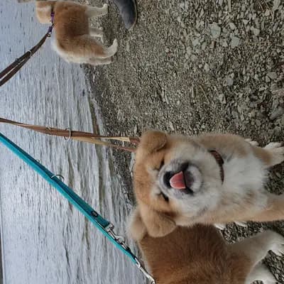Bild aus Akitaostbelgien Go Haiben Shunzansou in Wallonische Region, wo unsere Akita-Hunde in einer liebevollen Umgebung aufwachsen.