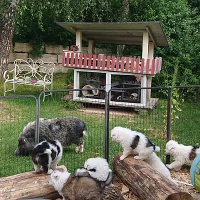 Bild aus Elo® von Werths Echte  in Bayern, wo unsere Elo-Hunde in einer liebevollen Umgebung aufwachsen.