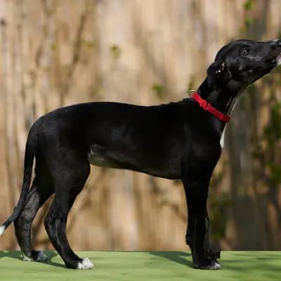 Dulcinea – Galgo Espanol Welpe, Niedersachsen, Raised by del Luna y Sol