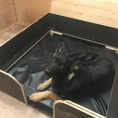 Bild aus Zuchtstätte Dt. Schäferhunde "of Wolfcubs" in Saarland, wo unsere Deutscher Schäferhund-Hunde in einer liebevollen Umgebung aufwachsen.