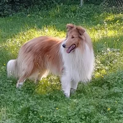 Collies vom Schäferhorst