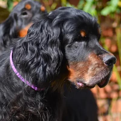 Galerie-Bild von Black Devil´s in Bayern, mit Eindrücken unserer Gordon Setter-Zucht.
