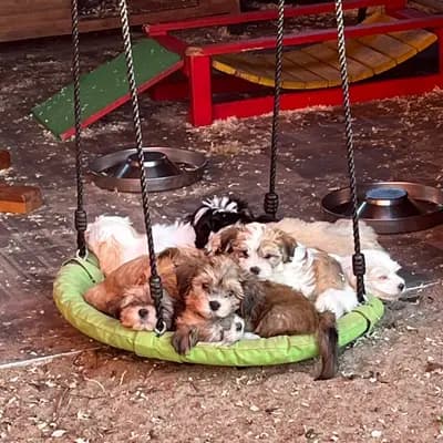 Bild aus Brook Pearl in Schleswig-Holstein, wo unsere Havaneser-Hunde in einer liebevollen Umgebung aufwachsen.