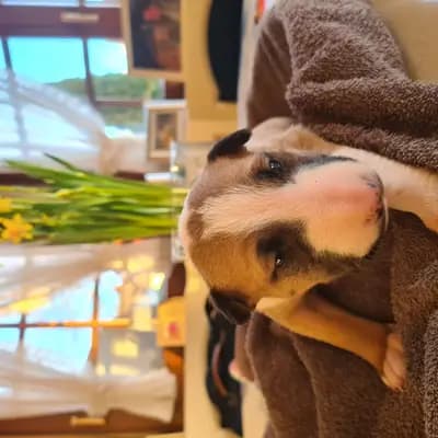 Apollo – Miniature Bullterrier Welpe, Baden-Württemberg, Grootgebracht door Von den Walliser's 