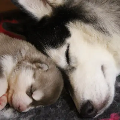 Galerie-Bild von Bright Little Bear  in Niedersachsen, mit Eindrücken unserer Siberian Husky-Zucht.