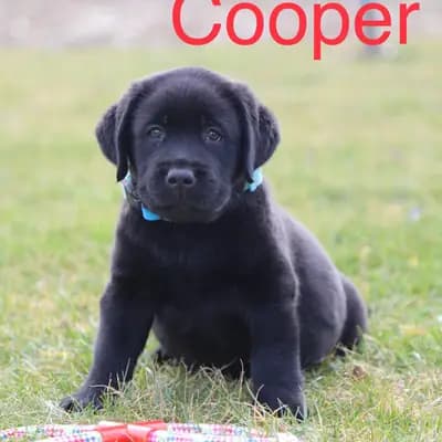 Cooper - Labrador Retriever Welpe in Baden-Württemberg