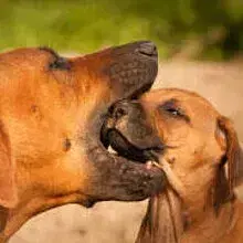 vom Hofgut Liebetal cover